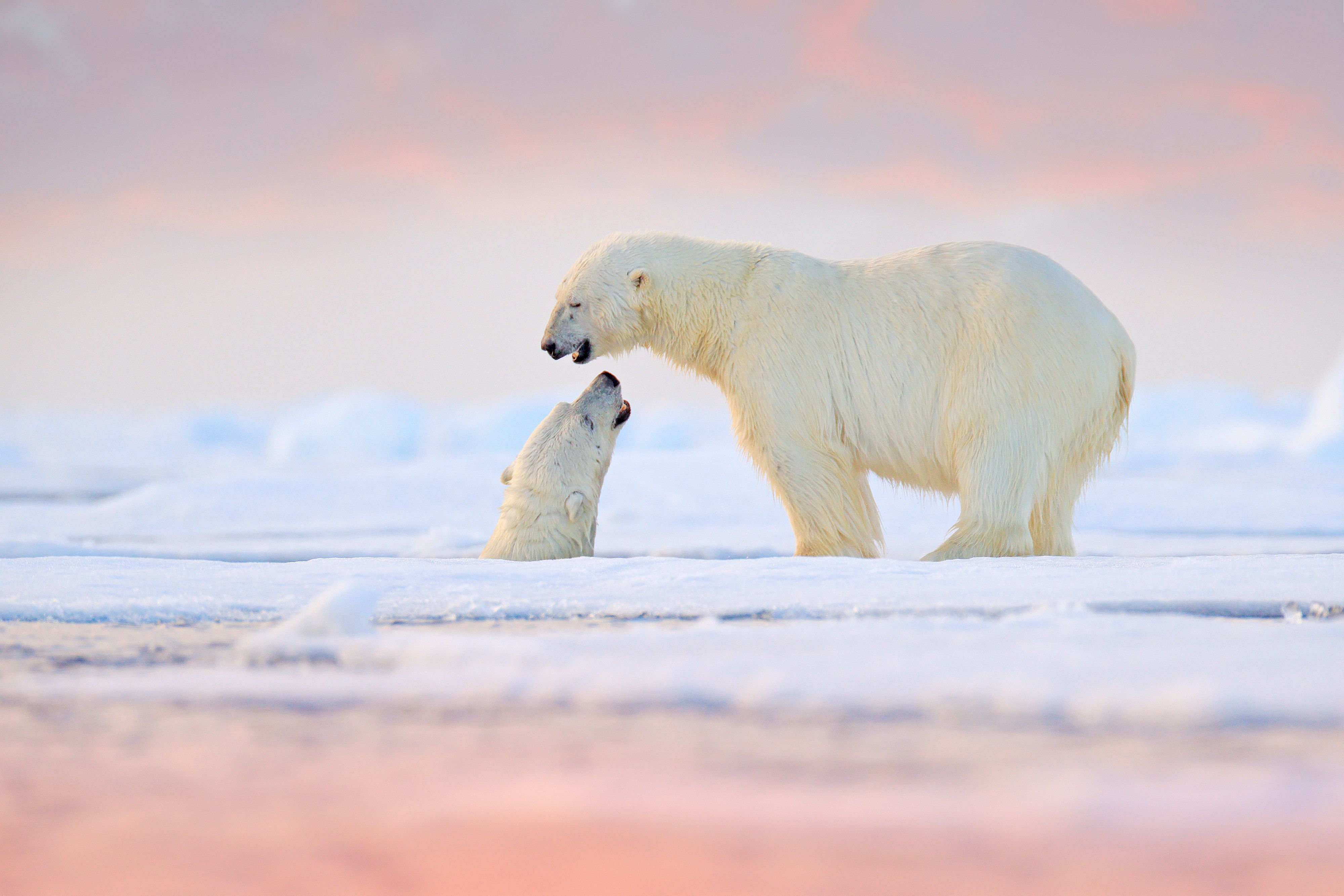 Two polar bears, Svalbard